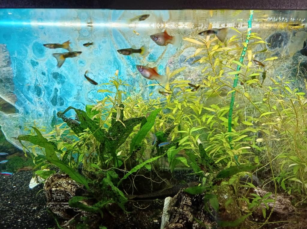 aquarium  zoetwater, Ophalen, Inclusief vissen, Gebruikt, Gevuld zoetwateraquarium