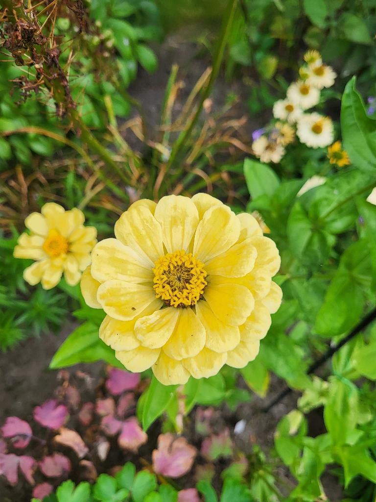 Zaden Zinnia elegans Isabellina, Tuin en Terras, Bloembollen en Zaden, Verzenden, Volle zon