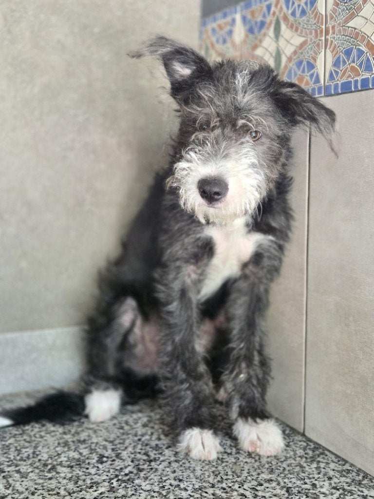 ACE: Boris is een prachtige, grappige pup!, Dieren en Toebehoren, Particulier, 15 weken tot 1 jaar, Reu, Buitenland