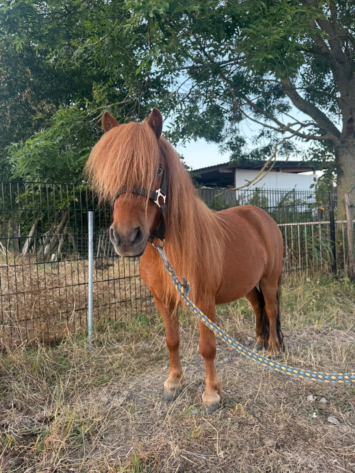 5 jarige ruintjes, Dieren en Toebehoren, Pony's, Ruin, Niet van toepassing, A pony (tot 1.17m), 3 tot 6 jaar