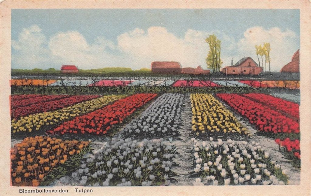 703-450-043 Bloembollenvelden Tulpen, Verzenden, Voor 1920, Noord-Holland