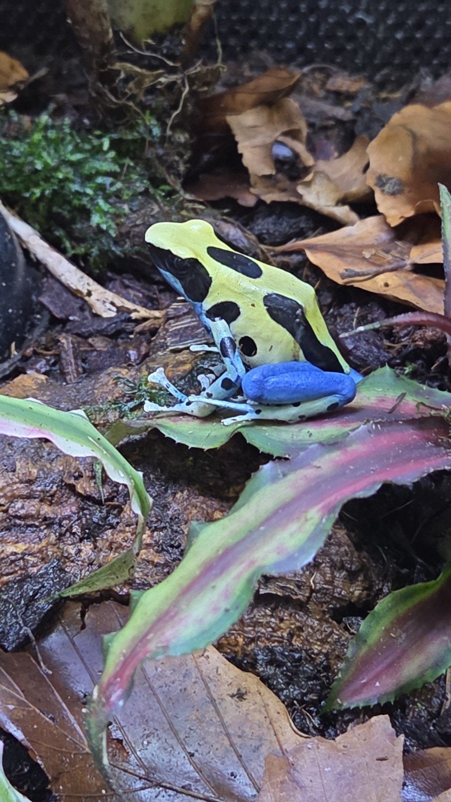dendrobates tinctorius nikita jonge dieren, Dieren en Toebehoren, Reptielen en Amfibieën, Amfibie, 0 tot 2 jaar