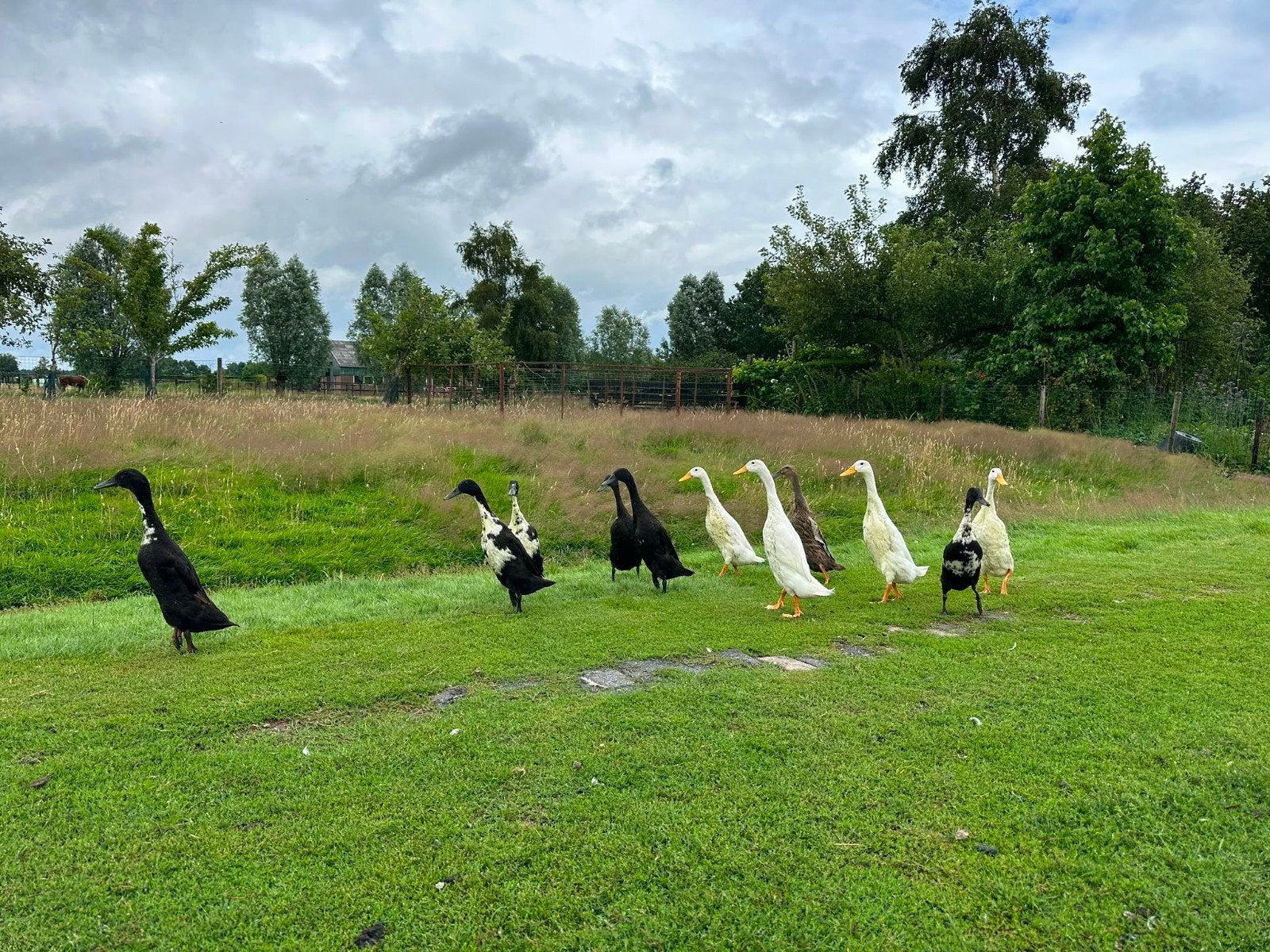 Loopeenden, Dieren en Toebehoren, Stalling en Weidegang
