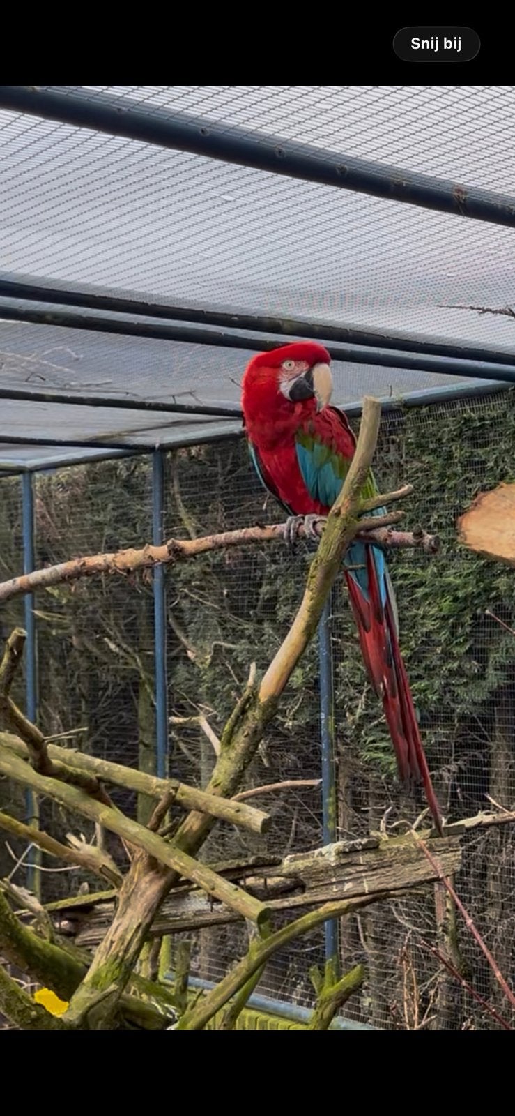 Gezocht. Mooie groenvleugel ara man. Broedrijp., Dieren en Toebehoren, Vogels | Parkieten en Papegaaien, Mannelijk, Papegaai