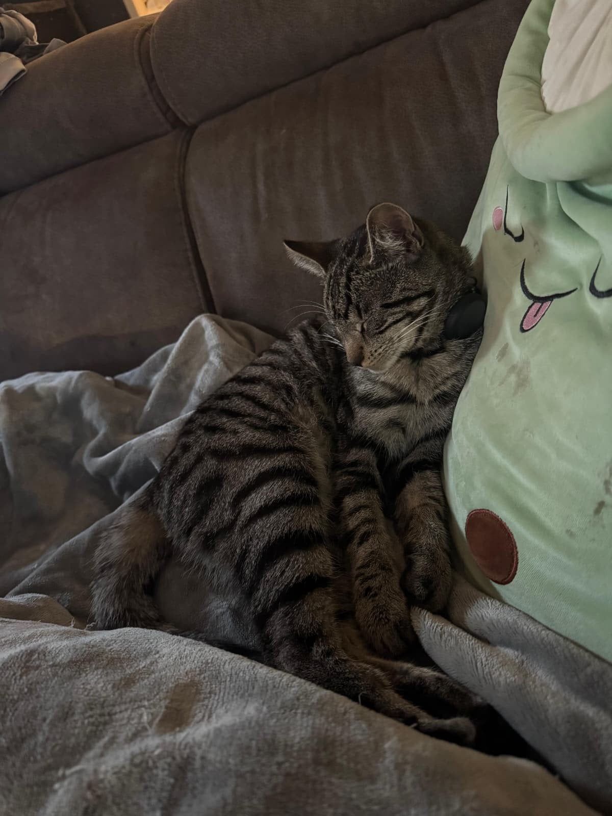 boerderij gezocht voor deze kater, Kater, Gechipt, 0 tot 2 jaar