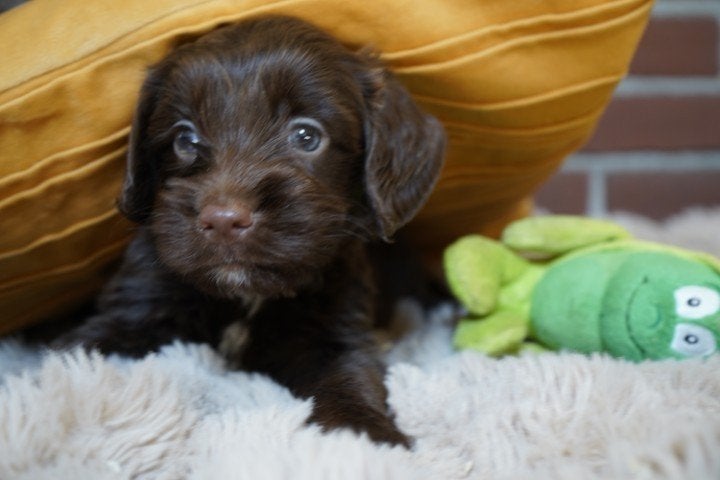 Springer spaniel x labradoodle pups te koop., Dieren en Toebehoren, Nederland, Parvo, Overige rassen, 8 tot 15 weken