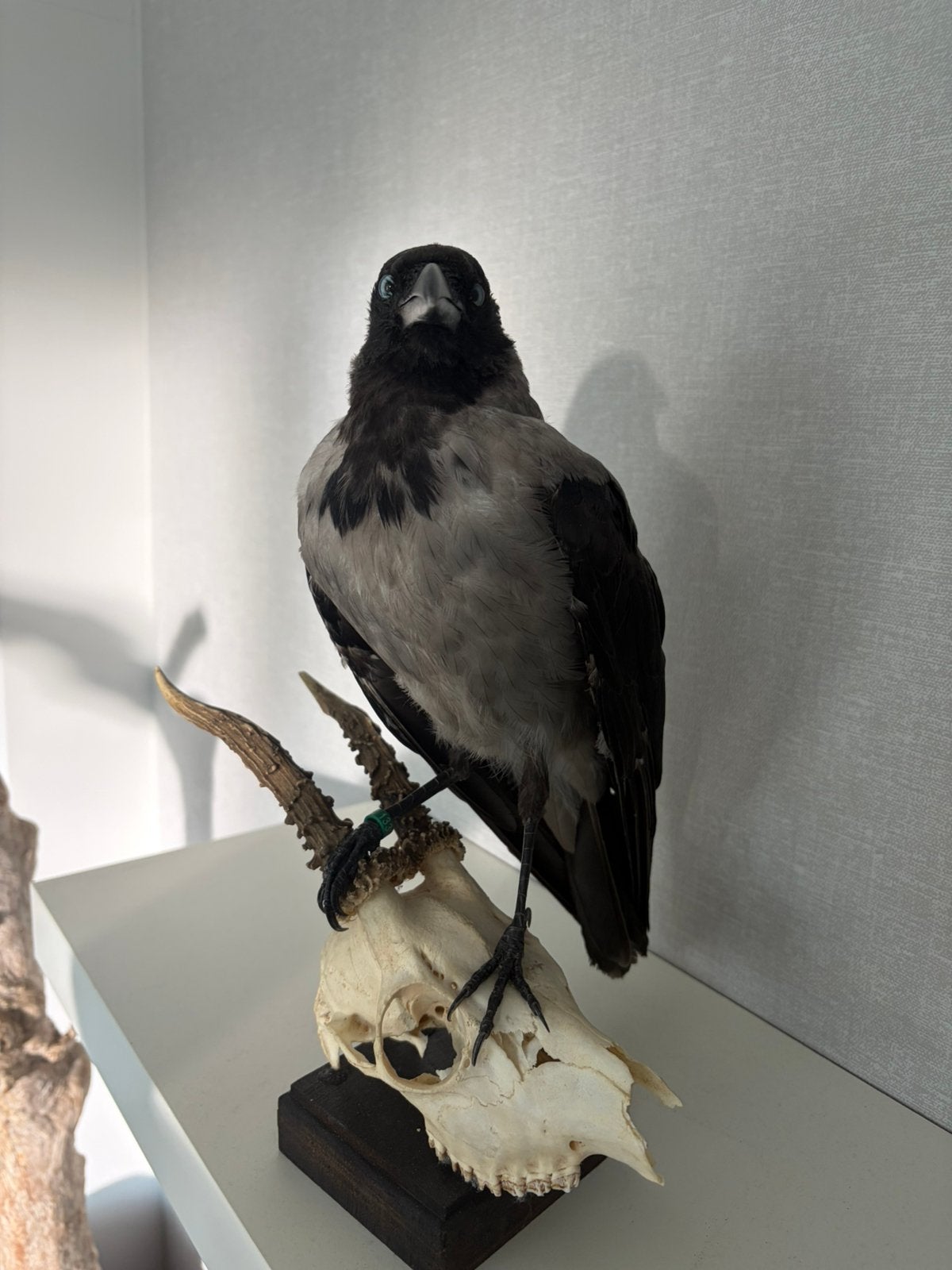 Opgezette bonte kraai, Geslacht onbekend, Tropenvogel, Geringd