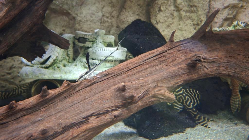 Sturisoma Meerval 8cm, Dieren en Toebehoren, Vissen | Aquariumvissen, Vis