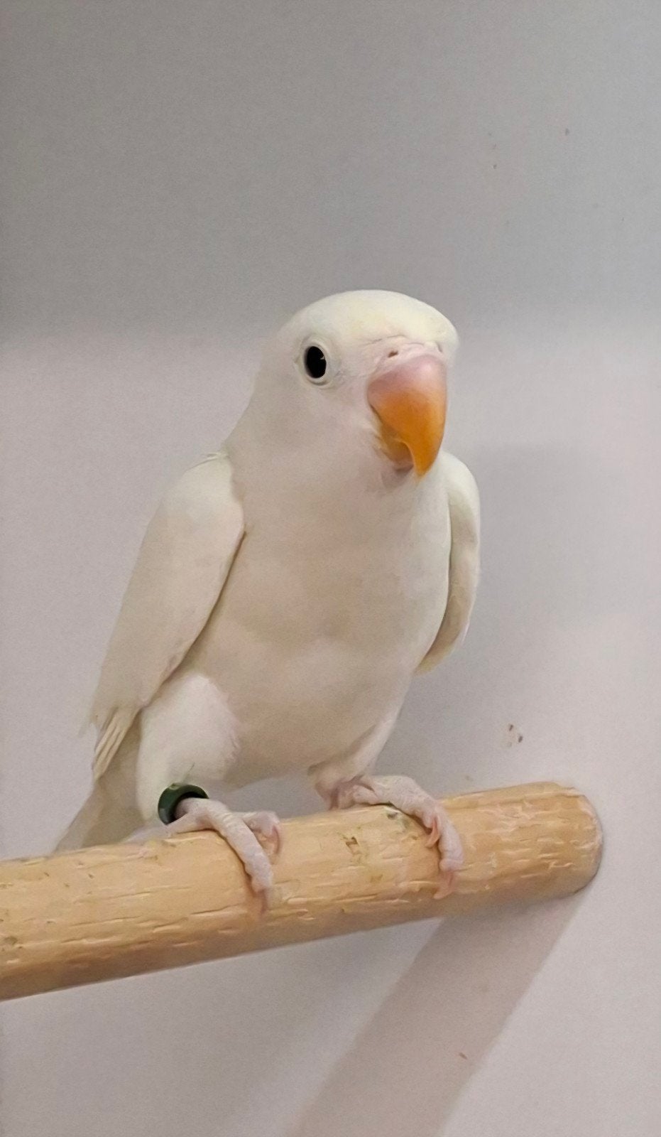 Te koop agapornis fischeri witte zwartoog, Meerdere dieren, Dwergpapegaai of Agapornis, Geringd
