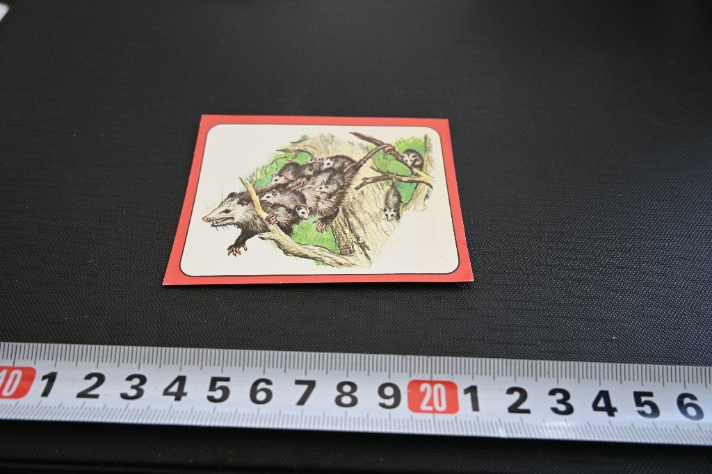 sticker panini baby zoo # 85 strip opossum, Ophalen, Zo goed als nieuw