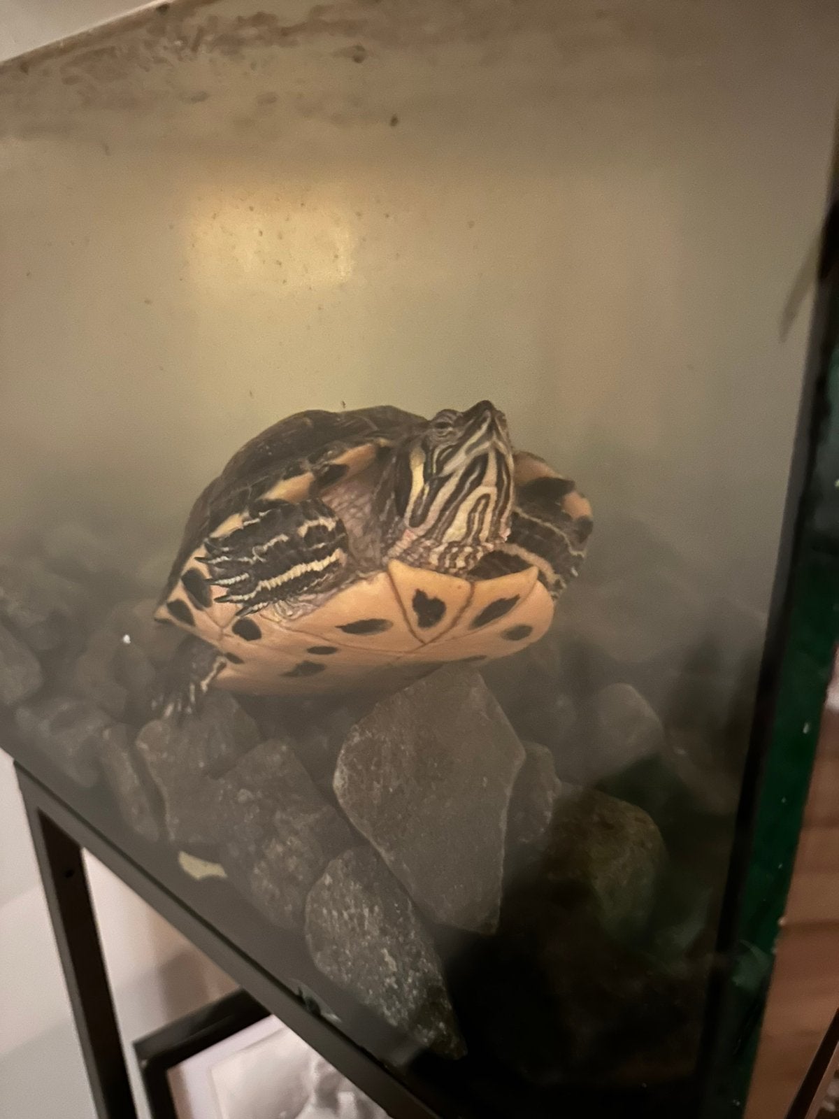 Waterschildpad + aquarium + toebehoren, Schildpad, Met terrarium, 11 jaar of ouder