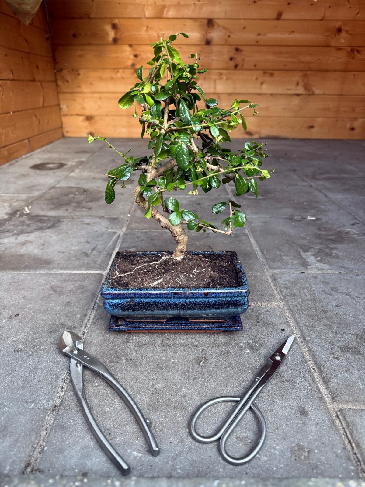 Prachtige Carmona Bonsai boom met gereedschap, Vaste plant, Halfschaduw, Lente, Ophalen