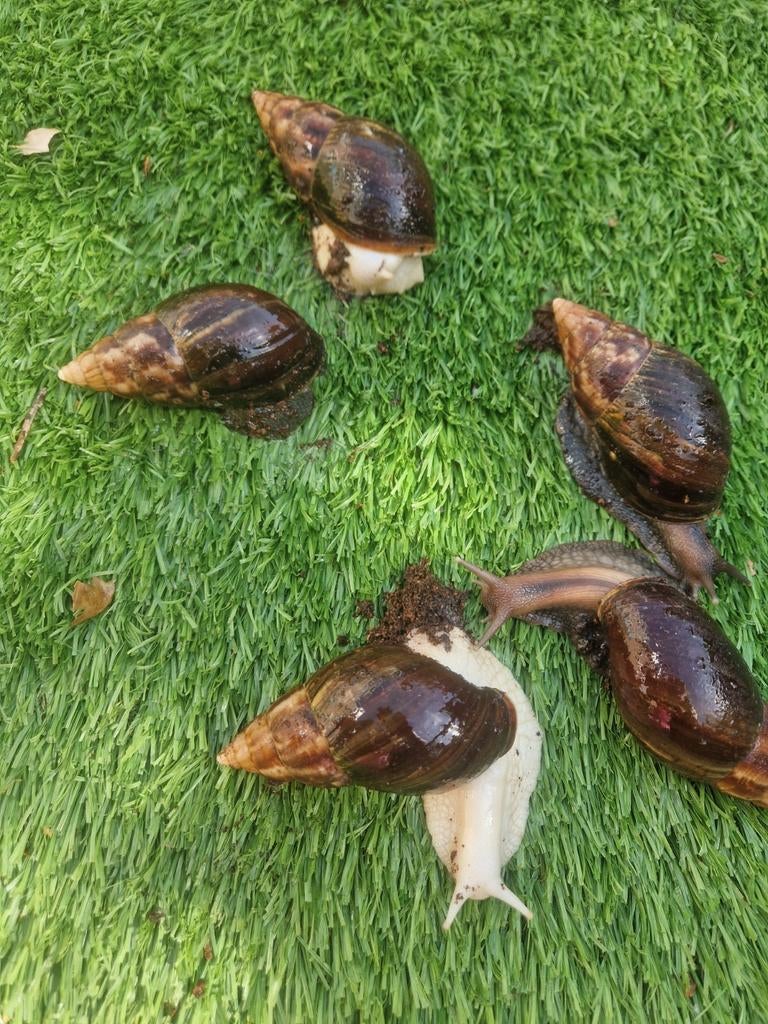 Afrikaanse reuzenslakken., Januari, Meerdere dieren