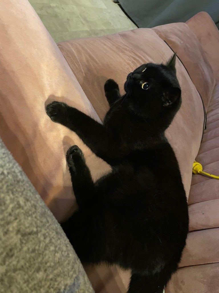 Britse korthaar met volledige stamboom en op alles getest, Dieren en Toebehoren, Kater, Met stamboom, 3 tot 5 jaar