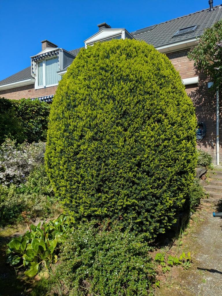Taxus Baccata Bol - 2.5m Hoog,, Tuin en Terras, Planten | Bomen, Ophalen, Bloeit niet, Halfschaduw, Overige soorten
