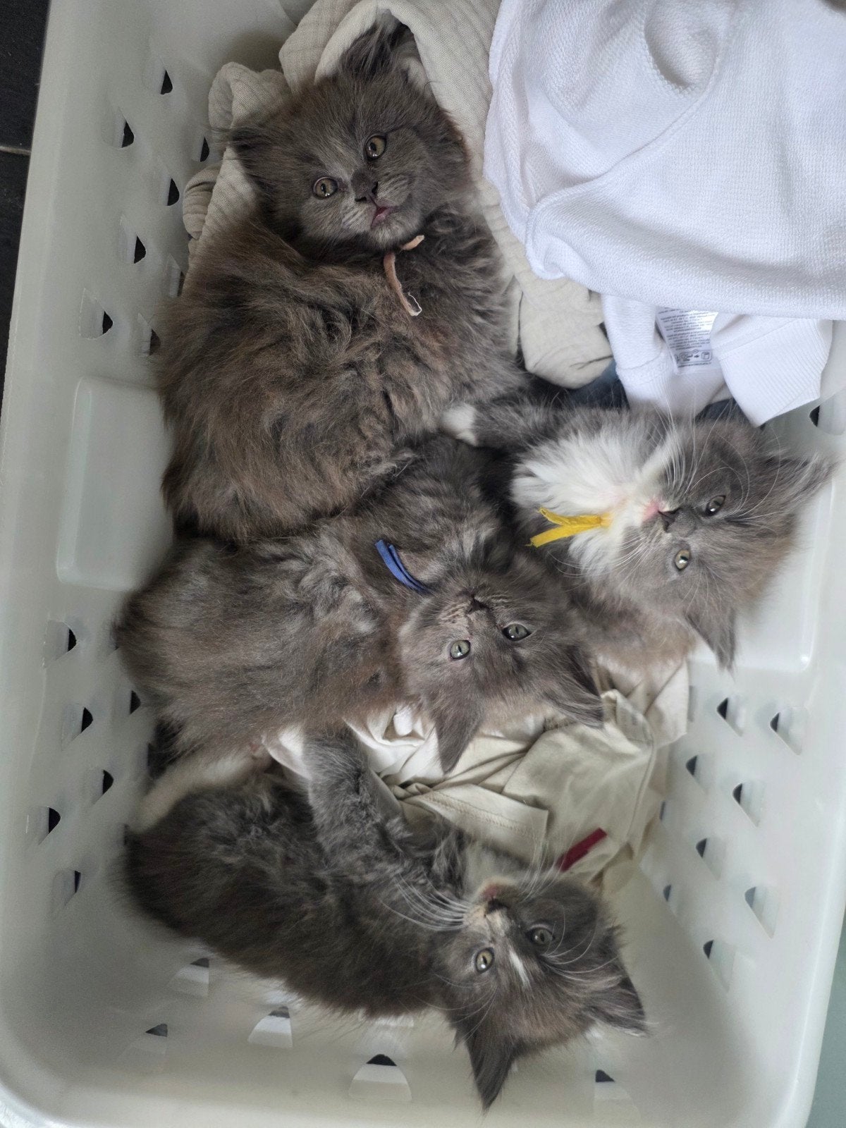 knappe kittens, kruising mainecoon ragdoll, langharig,  lief, Dieren en Toebehoren, Meerdere dieren, Langharig, 0 tot 2 jaar