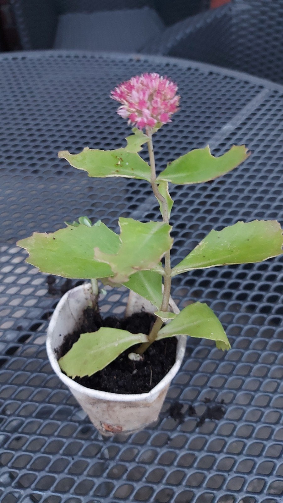 Biologische Sedum, Ophalen, Overige soorten, Volle zon