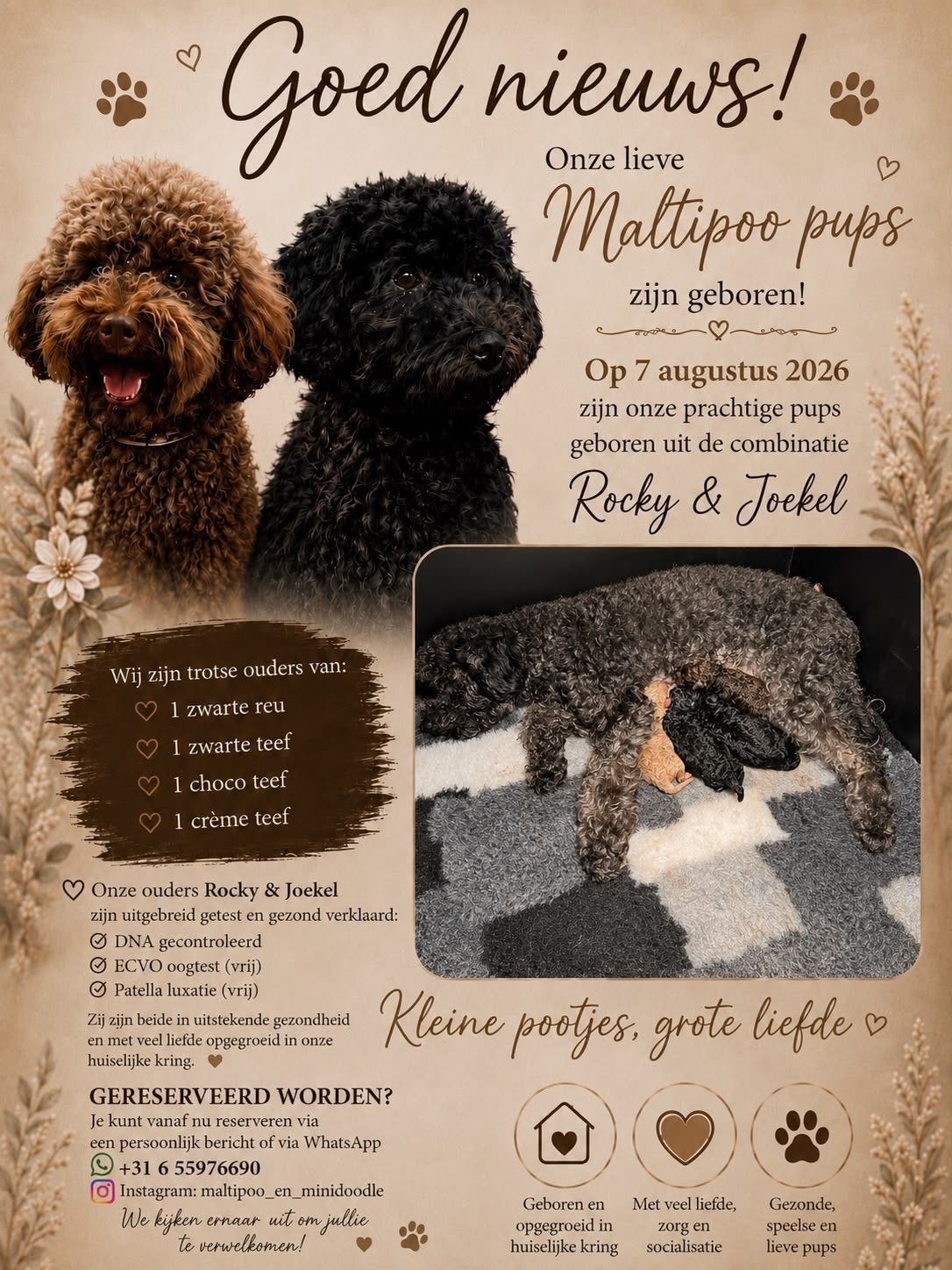 Prachtige Toy poodle  x maltipoo pupjes, Overige rassen, 8 tot 15 weken, Parvo, Meerdere