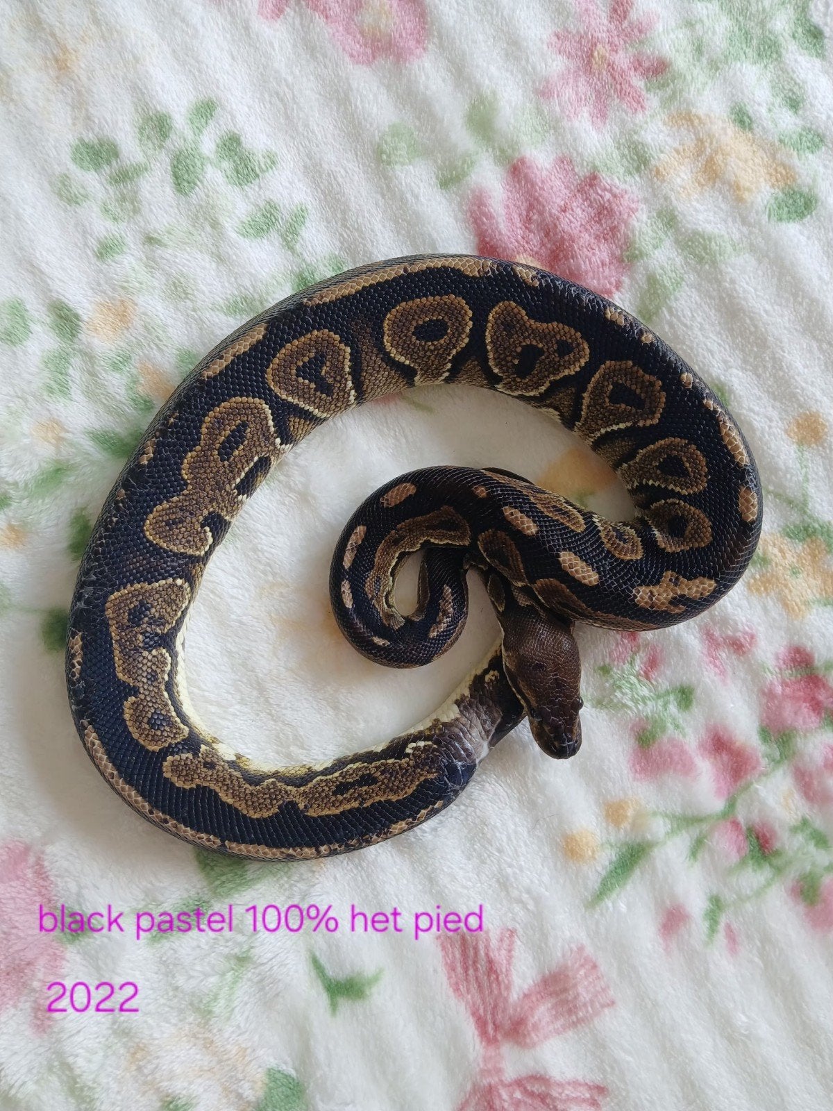 koningspython man vrouw Ball Python photo 3