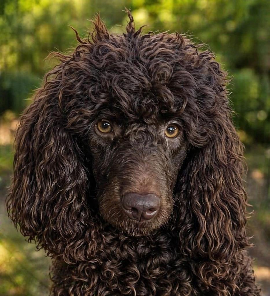 Dekreu  middelslag poedel (niet te koop?, Parvo, 1 tot 2 jaar, Eén hond, Nederland