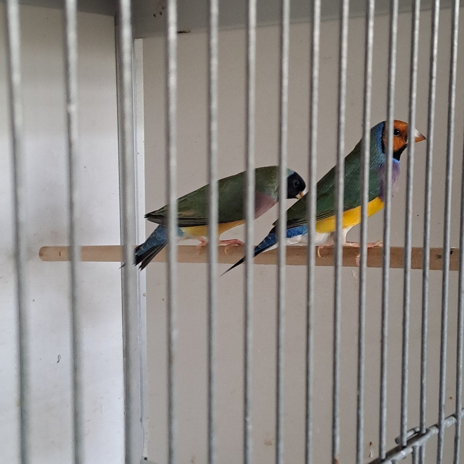div vogels uit buitenvolière, Dieren en Toebehoren, Meerdere dieren, Tropenvogel