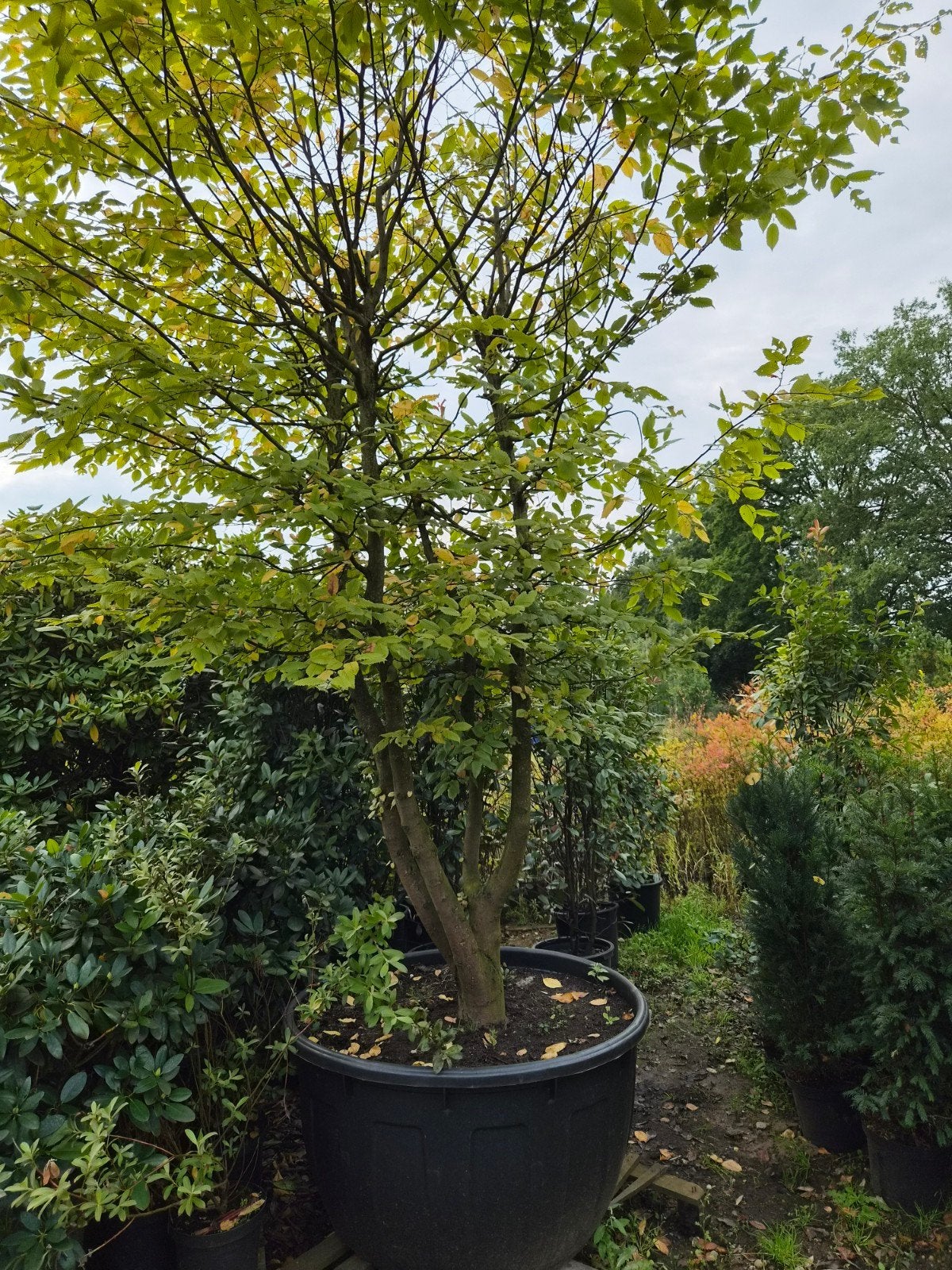 Carpinus Betulus Meerstam XXL - Haagbeuk in pot, Overige soorten, Lente, 250 tot 400 cm, Ophalen