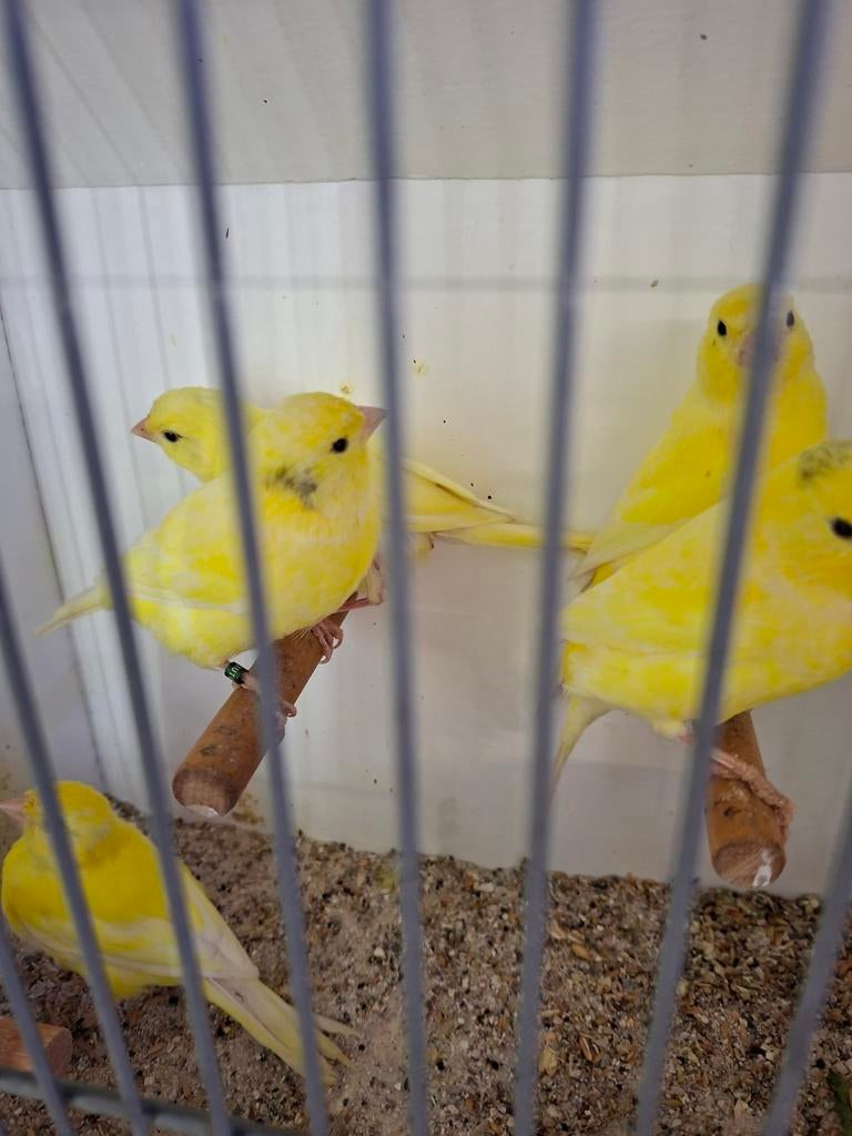 Kanarie, Dieren en Toebehoren, Vogels | Kanaries, Meerdere dieren, Kleurkanarie