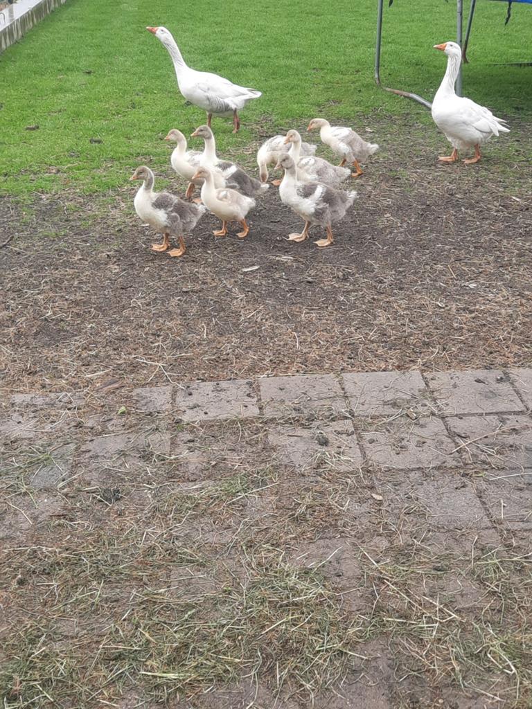 Boerengansjes, Dieren en Toebehoren, Pluimvee, Meerdere dieren, Kip