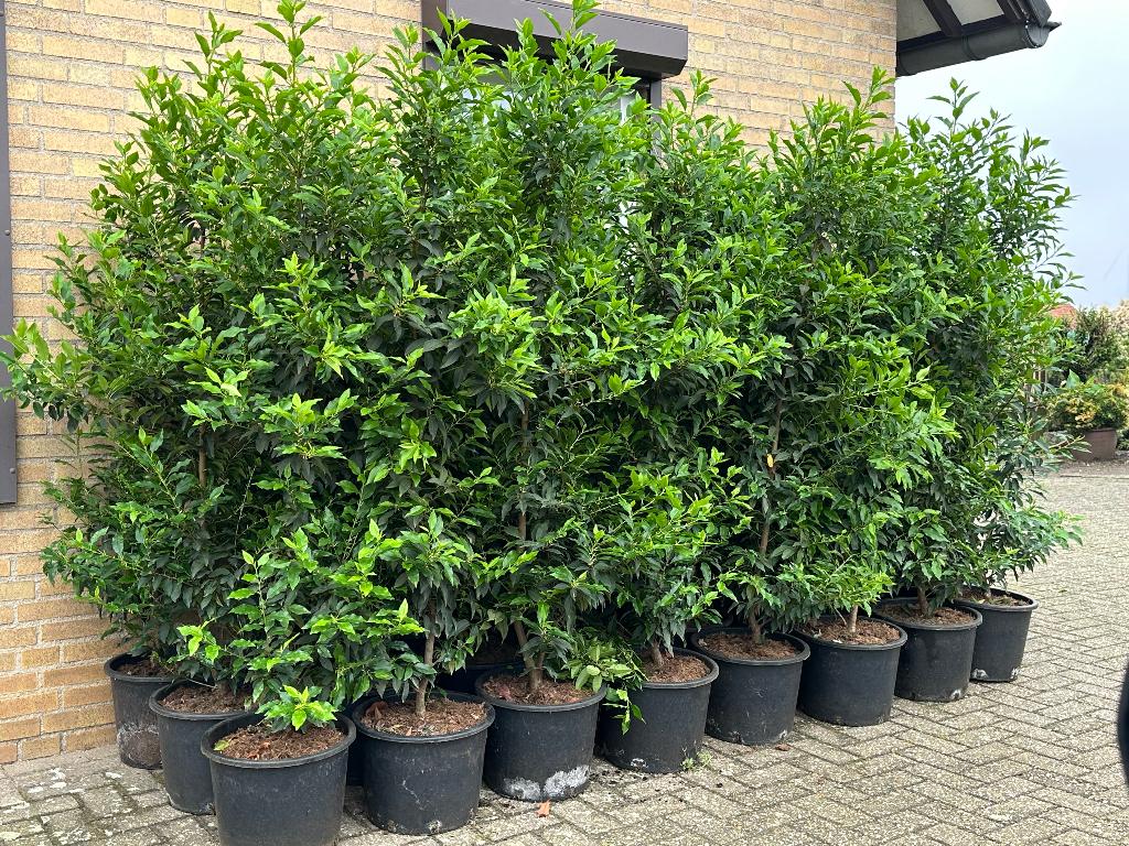 Prunus Lusitanica Angustifolia 150-175cm pot gekweekt, Ophalen, Laurier, Haag, 100 tot 250 cm