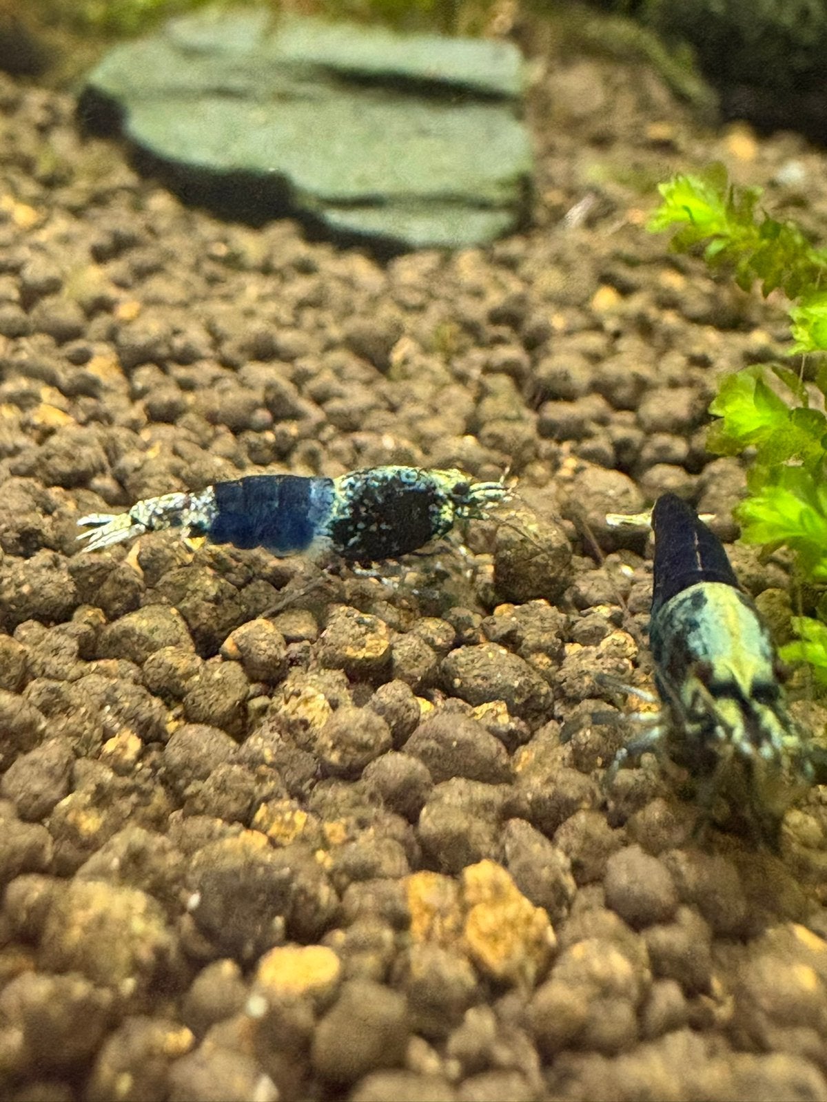 2 ocean blue garnalen, Kreeft, Krab of Garnaal, Zoetwatervis, Schoolvis