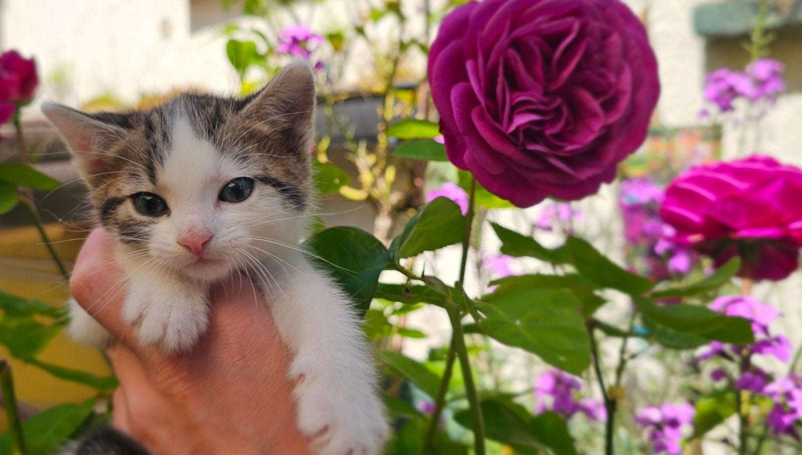 Kittens Sneeuwbengaal x Europese Korthaar, Meerdere dieren, Kortharig, 0 tot 2 jaar