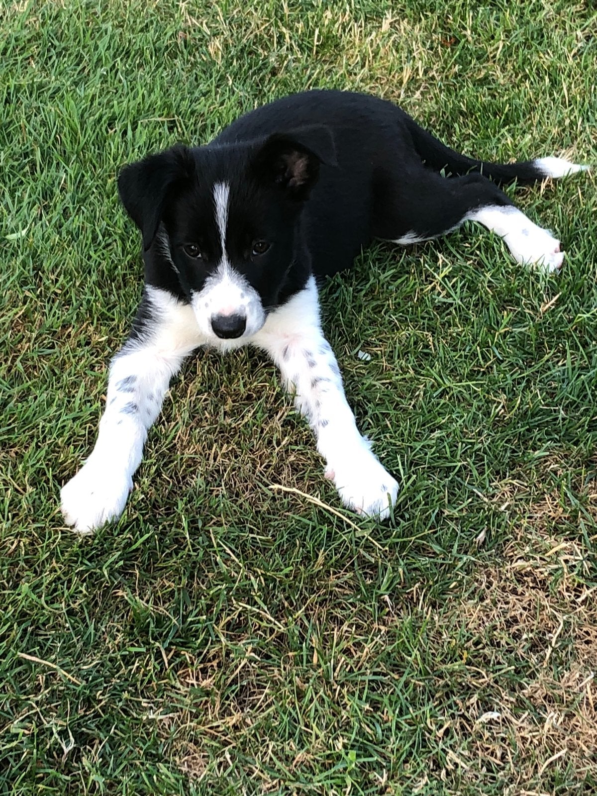 Border collie pups, Dieren en Toebehoren, 8 tot 15 weken, Parvo, Meerdere, Meerdere dieren
