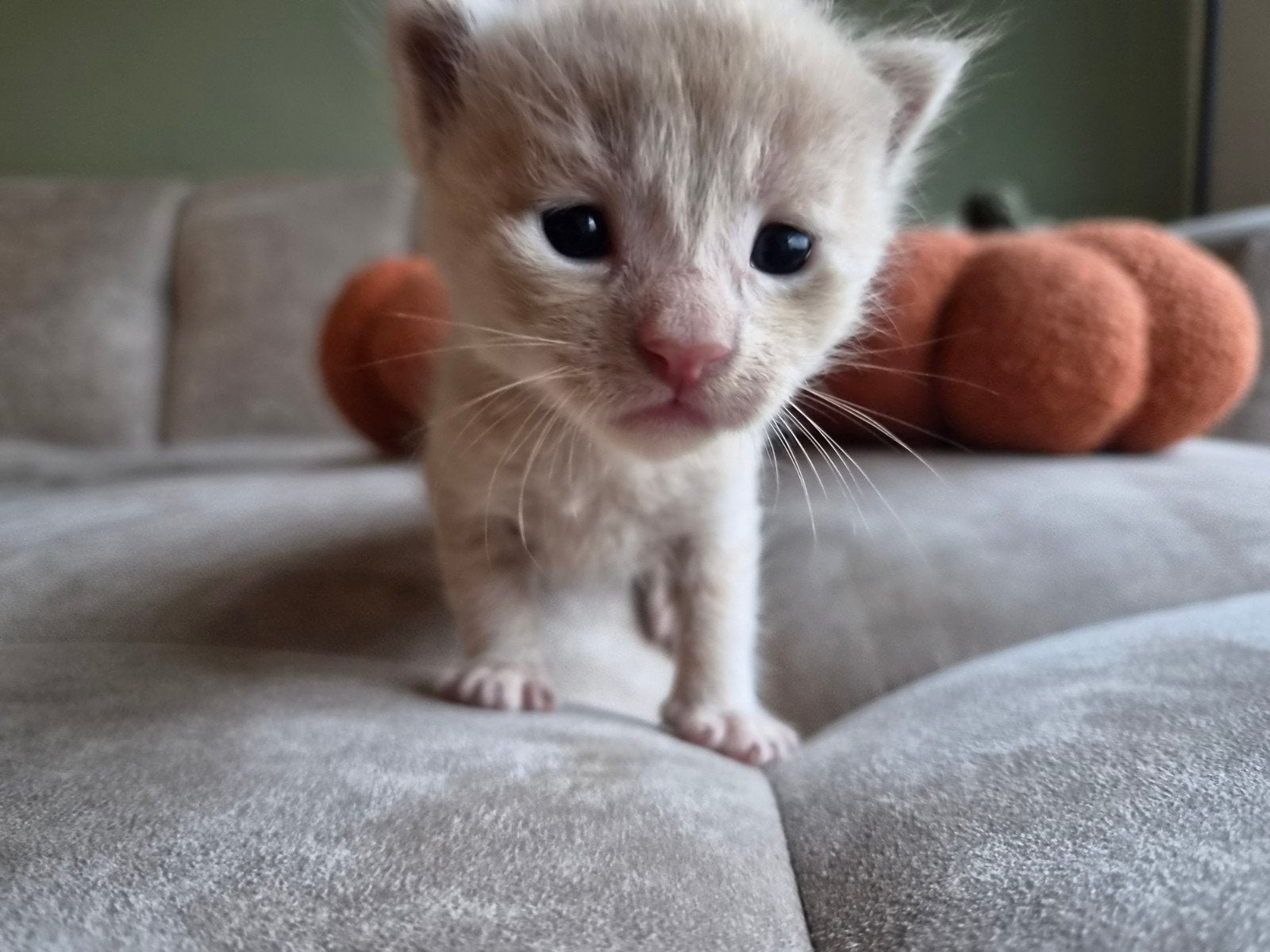 kittens Maine coon x britse korthaar, Meerdere dieren, Met stamboom