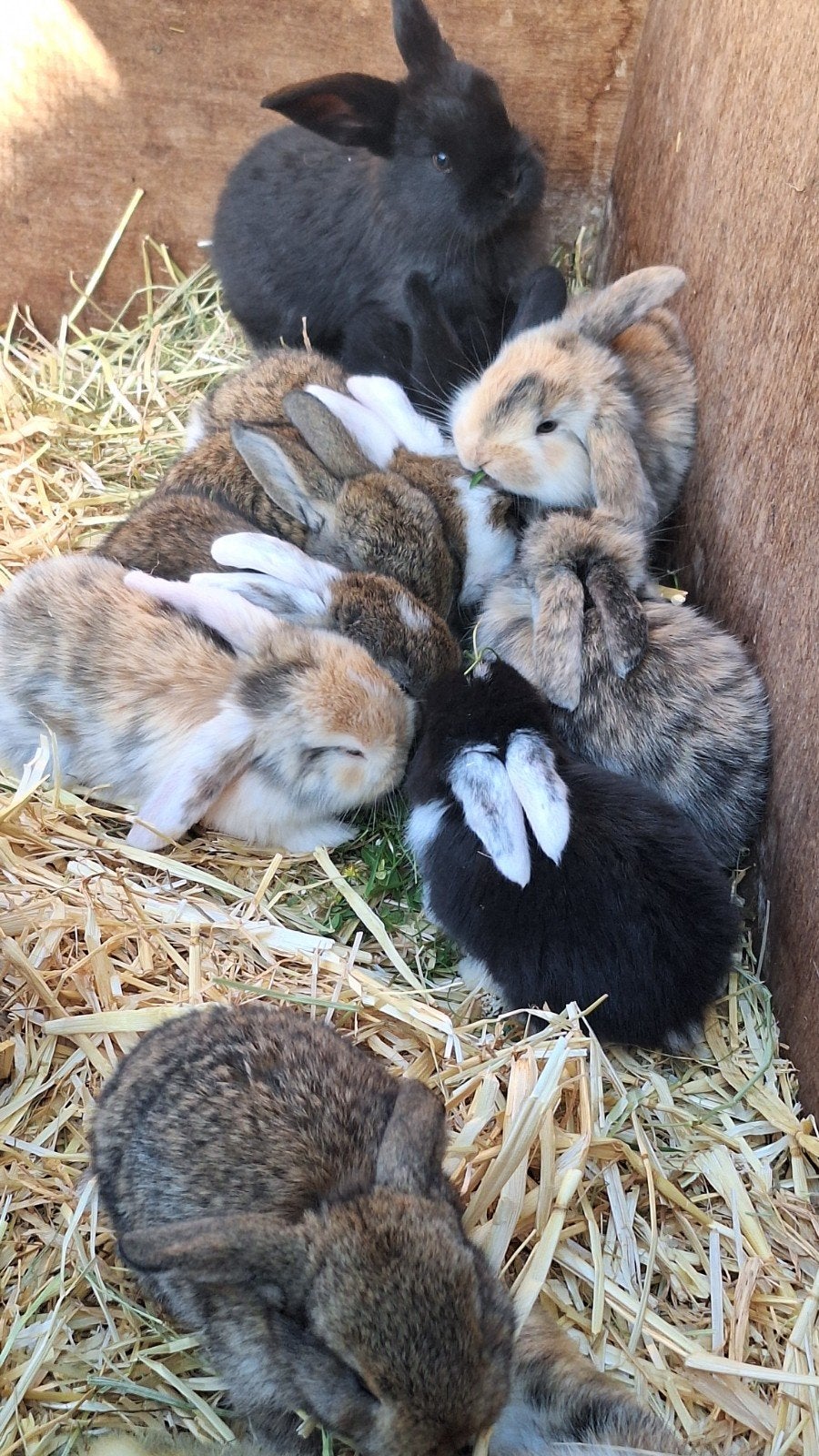 Super schattige franse hangoor konijntjes, Meerdere dieren, Groot, Hangoor