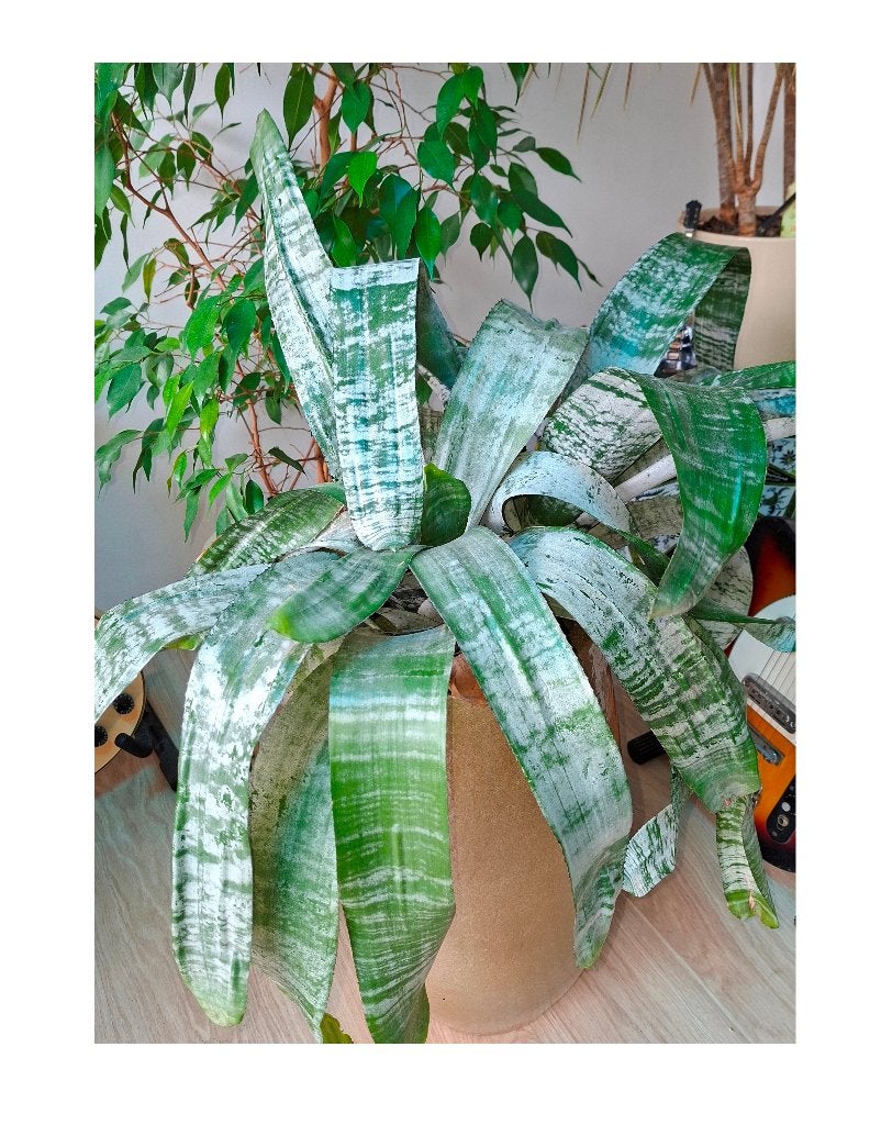 Grote hangplant met met hoge vaas, Ophalen, Overige soorten, Halfschaduw, In pot