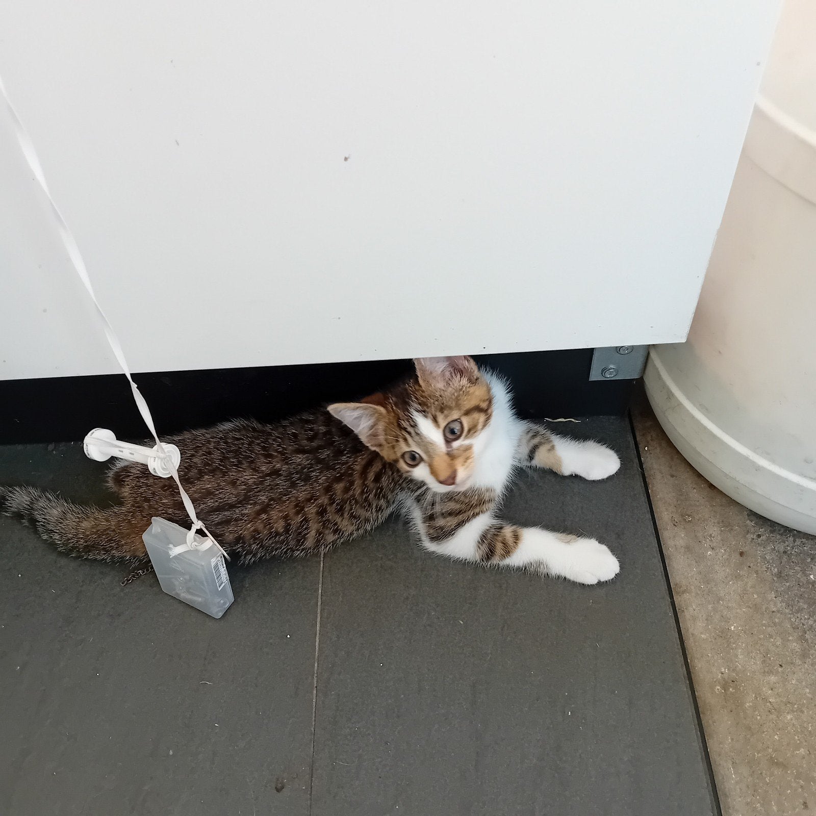 Te koop, Kater, Kortharig, 0 tot 2 jaar