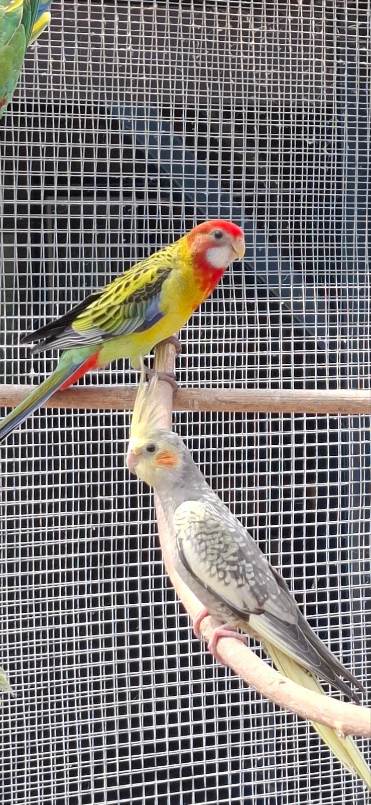 pracht rosella, Dieren en Toebehoren, Meerdere dieren, Parkiet