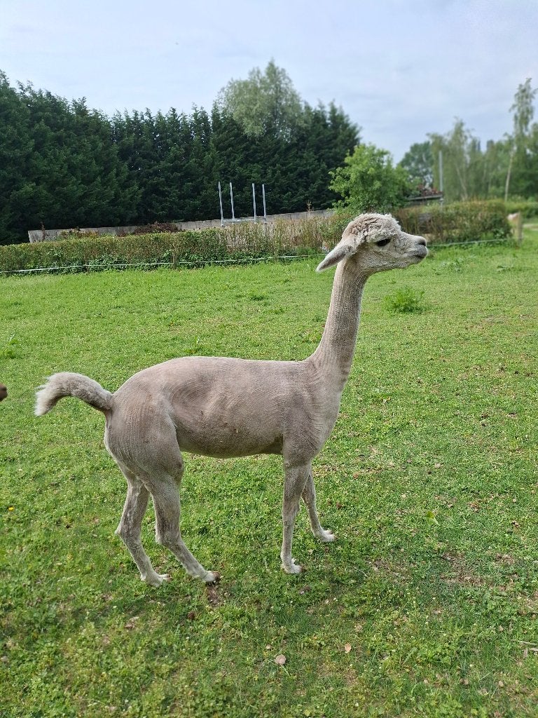 Alpaca, Dieren en Toebehoren, Juli, Vrouwelijk