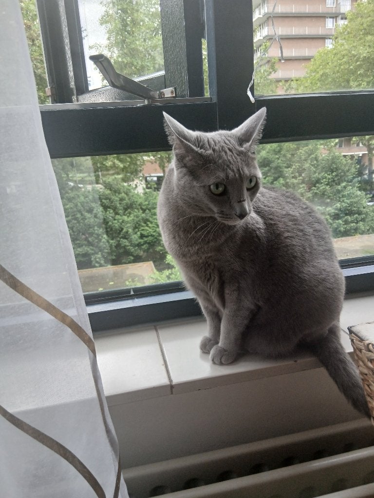 Blauwe Rus, Dieren en Toebehoren, Poes, Met stamboom, 6 jaar of ouder