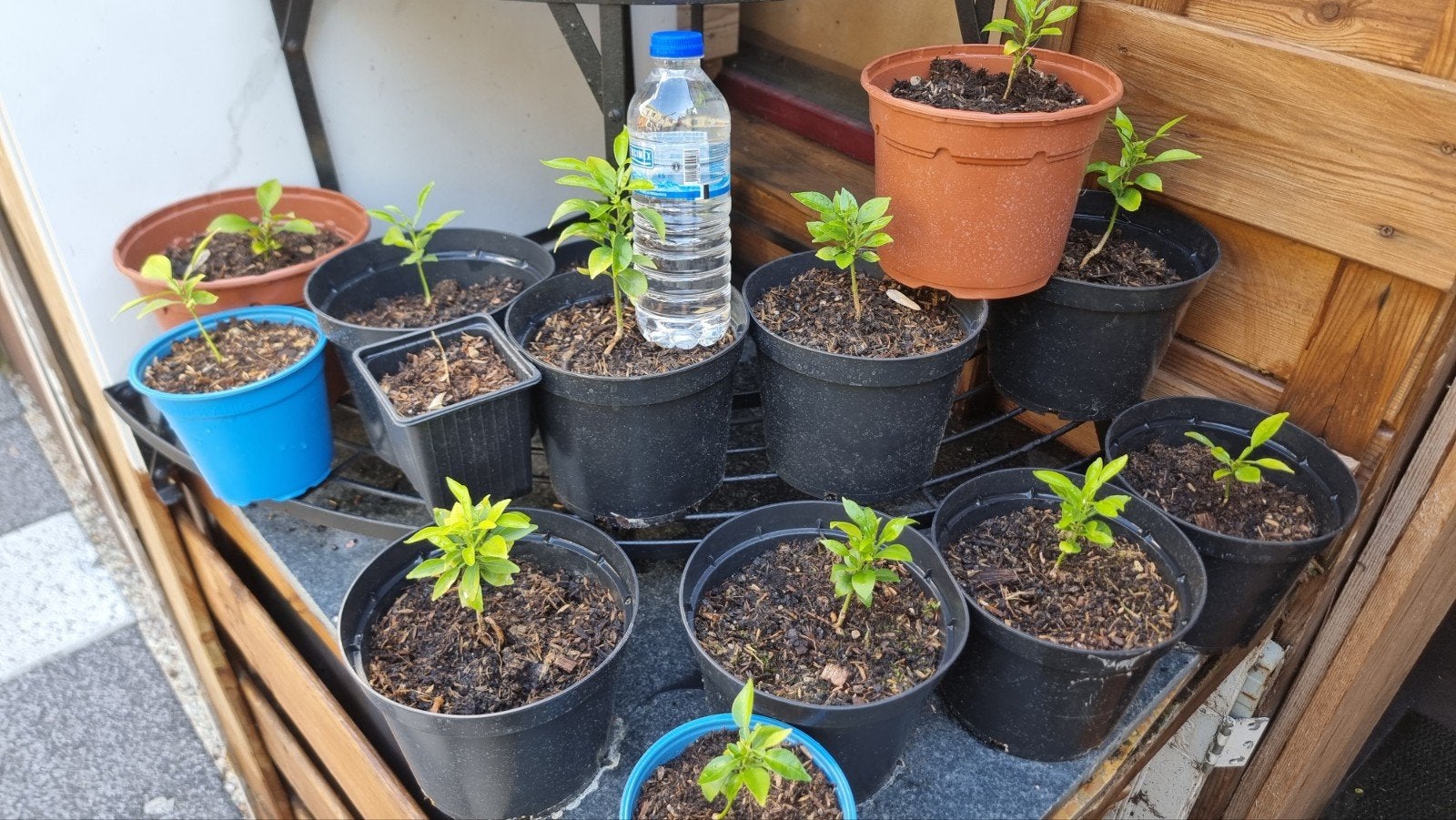 Biologische Yuzu Zaailingen - 1 jaar oud, Tuin en Terras, Planten | Tuinplanten, Eenjarig, Groenteplanten, Volle zon, Ophalen of Verzenden