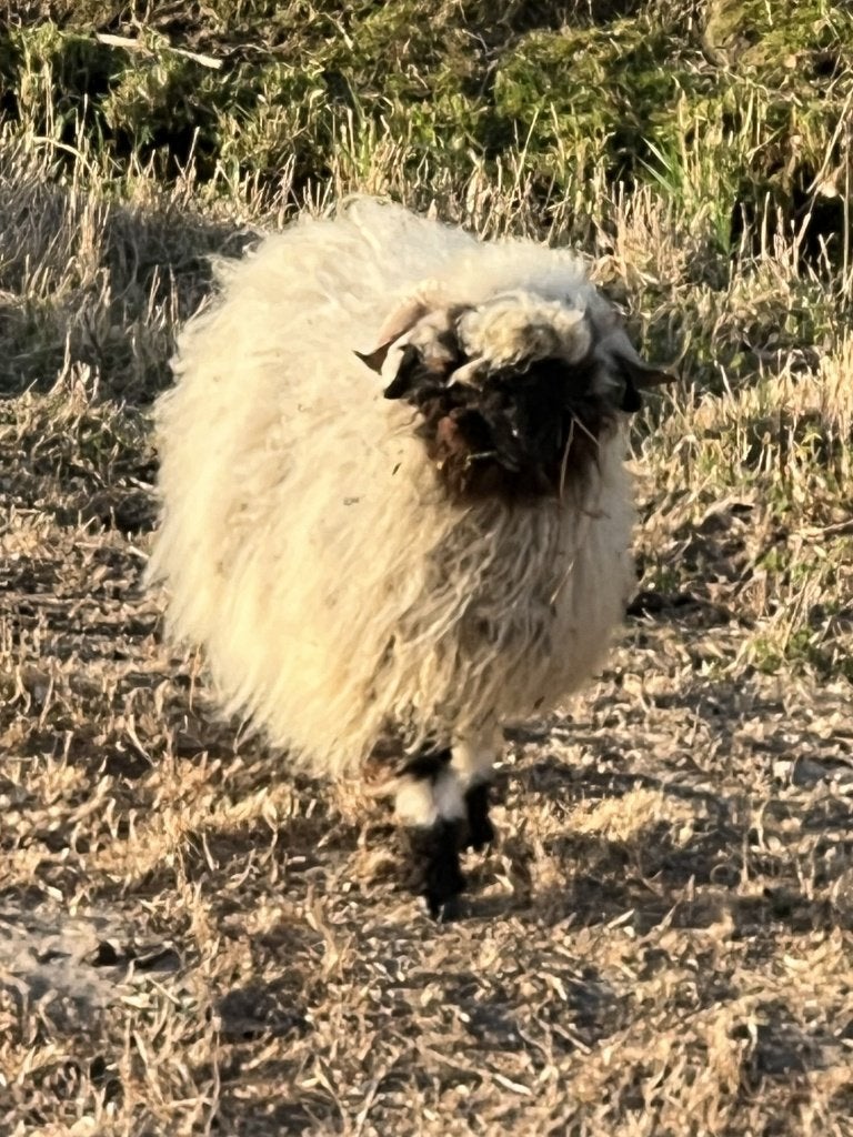 Zwitserse Schwarznase ram, Dieren en Toebehoren, Schapen, Geiten en Varkens, Mannelijk, Schaap, 0 tot 2 jaar