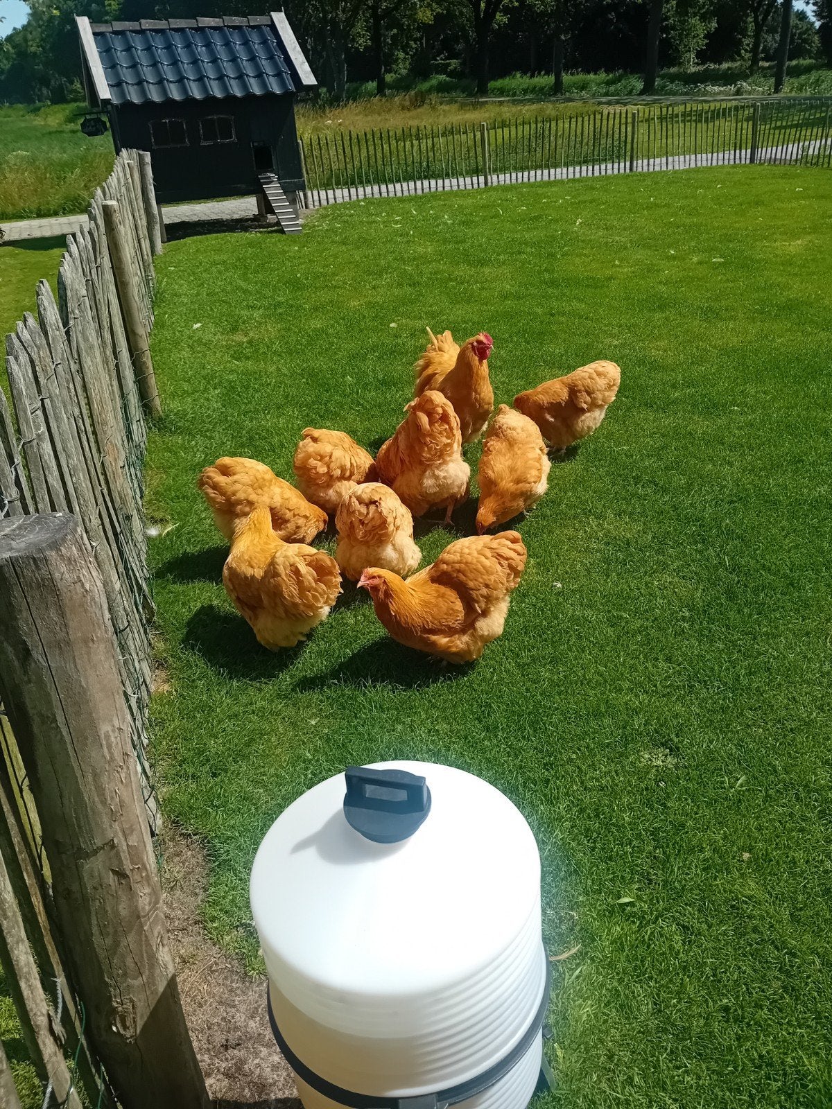 Orpington, Dieren en Toebehoren, Pluimvee, Meerdere dieren, Kip