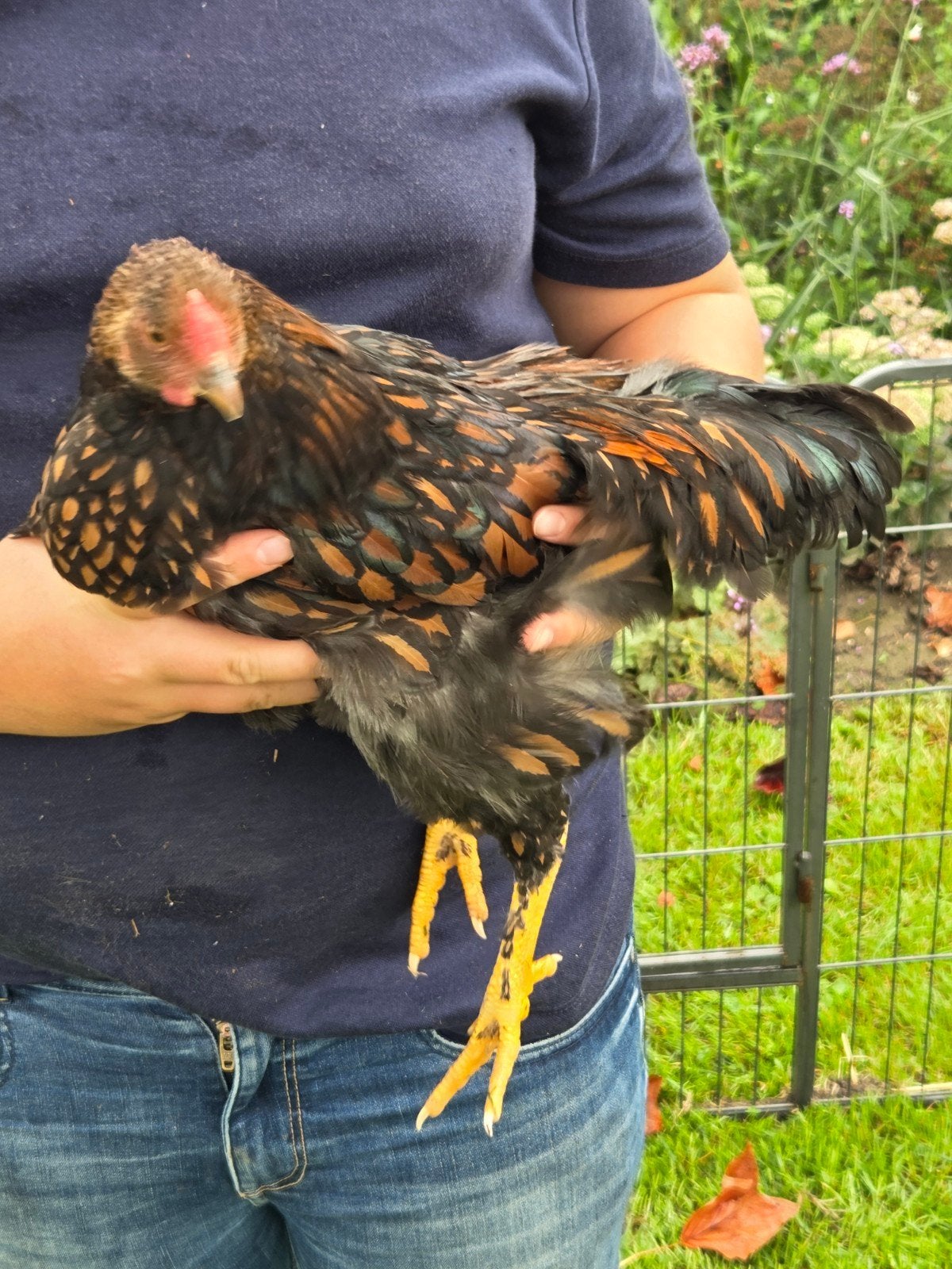 Wyandotte krielhaan, Mannelijk, Kip