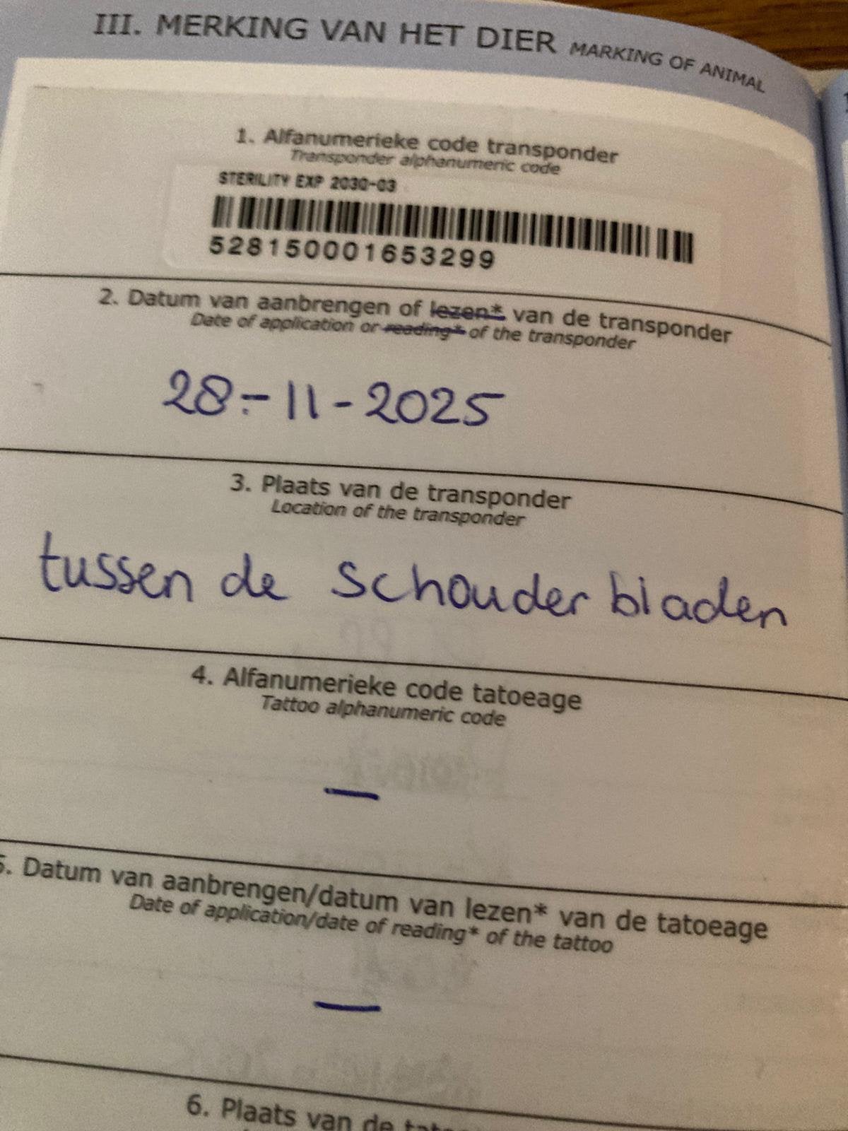 3 leuke hondjes, Dieren en Toebehoren, CDV (hondenziekte), 1 tot 2 jaar, Meerdere, Meerdere dieren