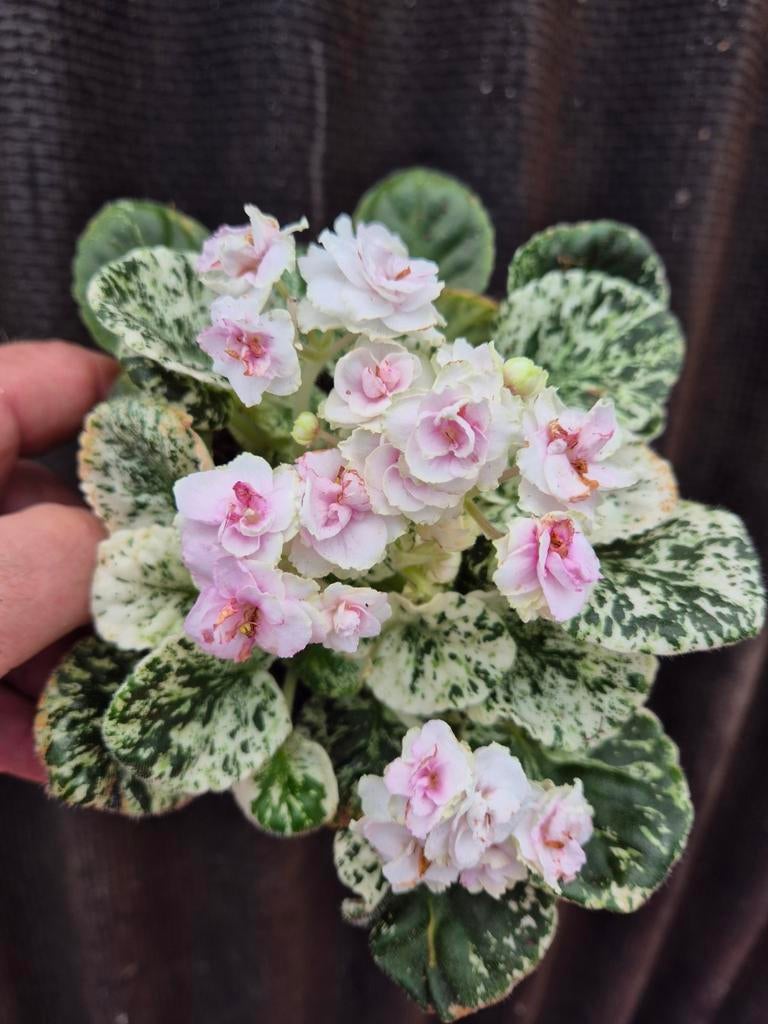 Saintpaulia Watermelon Snow p12 (1)