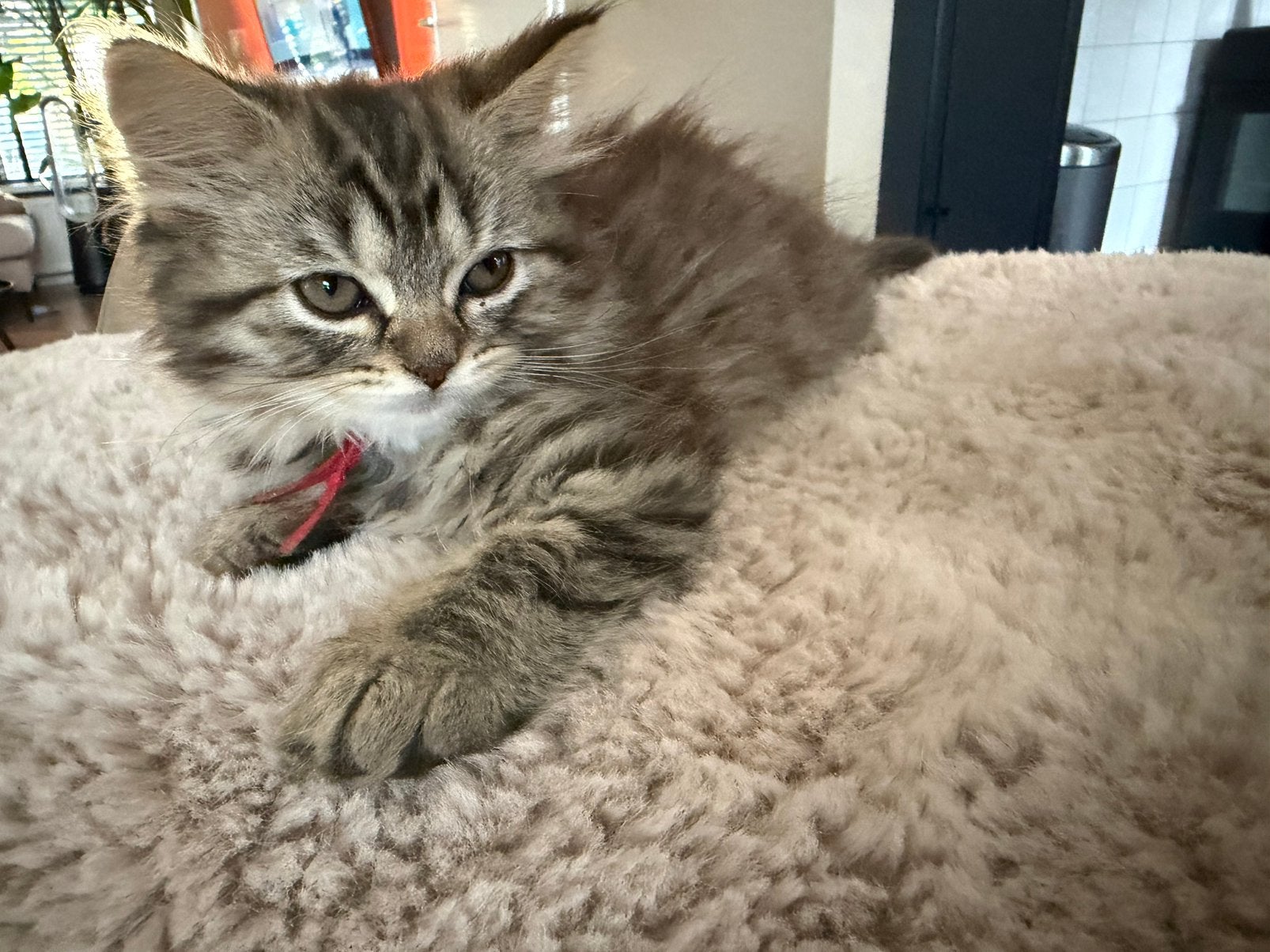 Raszuivere Britse Langhaar kittens Golden Tebby Chocolate😍, Meerdere dieren, Ontwormd, 0 tot 2 jaar