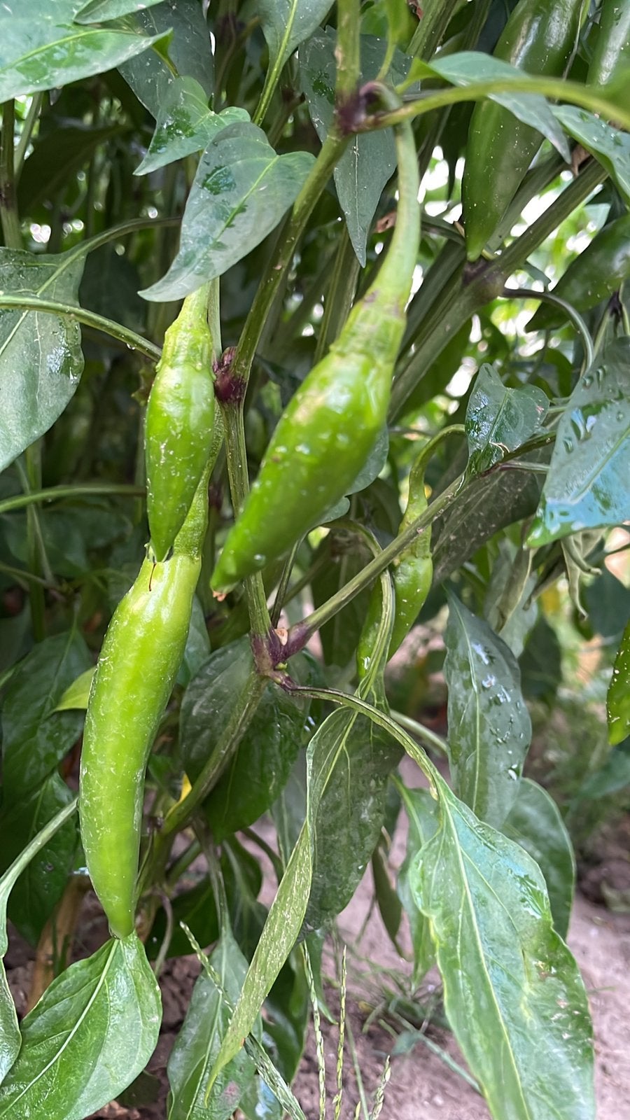 Bio Paprika -vish paprika- heet, Tuin en Terras, Bloembollen en Zaden, Ophalen of Verzenden, Volle zon