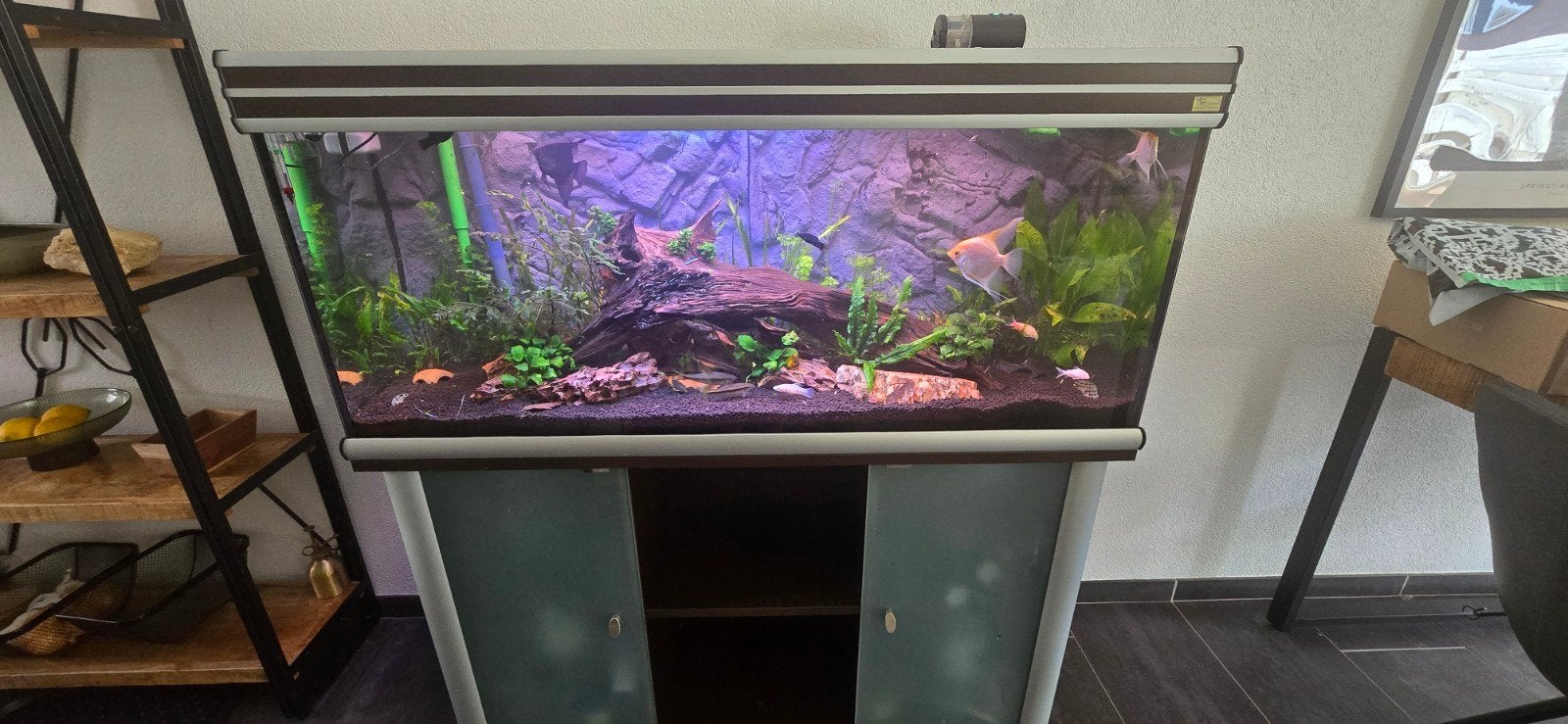 Aquatlantis 260L compleet aquarium + veel extra’s, Dieren en Toebehoren, Ophalen, Aquatlantis, Inclusief vissen, Gevuld zoetwateraquarium