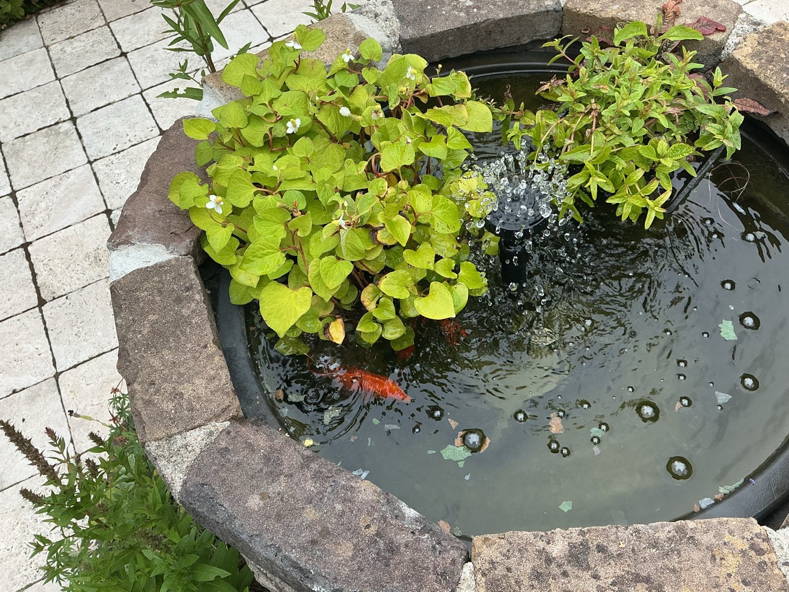 Gratis goudvissen gevraagd, Vis