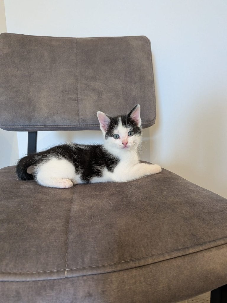 aanhankelijke en lieve kittens, 8 weken oud, zindelijk, Dieren en Toebehoren, Meerdere dieren, 0 tot 2 jaar
